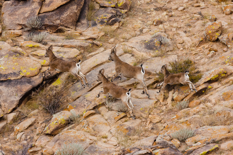 Siberian Ibex